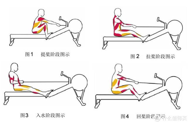 划船机正确锻炼方法（6千字干货讲解划船机应用及训练）(13)