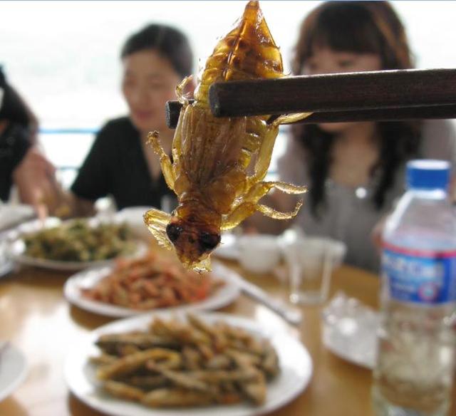 好多年没见过这种虫子（这些虫子就在你身边）(48)