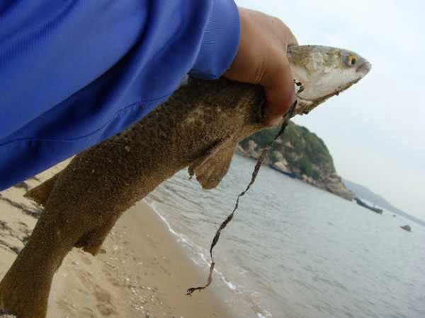 海钓梭鱼钓法技巧（春季海钓梭鱼民间有）(8)