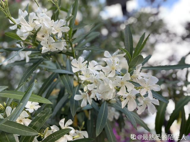 各种花的图片大全（80种常见植物图解出门识花不求人）(50)