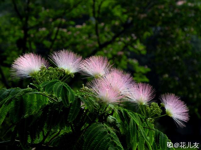 各种花的图片大全（80种常见植物图解出门识花不求人）(79)