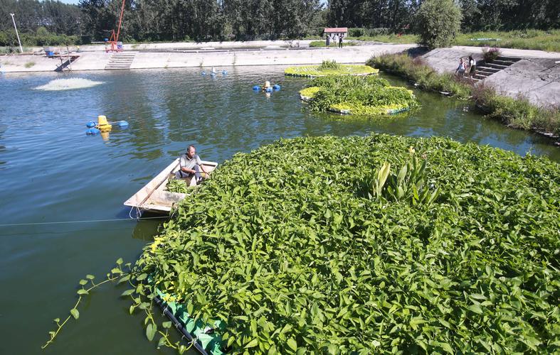 水上蔬菜的种植方法（简单介绍一下）