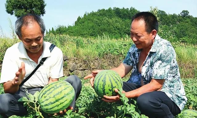 西瓜树结的西瓜能吃吗，阳台盆栽的西瓜苗能结出西瓜来吗？图6