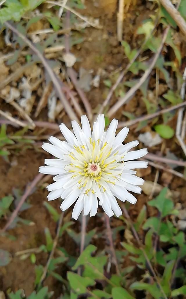 蒲公英是不是花，难道蒲公英不是我们最喜欢的花吗？图5