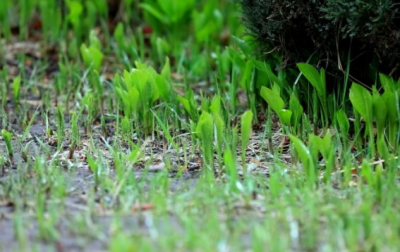 ​春雨像什么一样轻轻的落在地上，春雨像什么一样轻轻的飘落在地上？