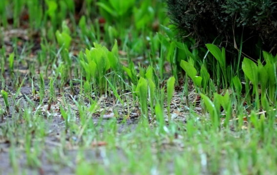 春雨像什么一样轻轻的飘落在地上