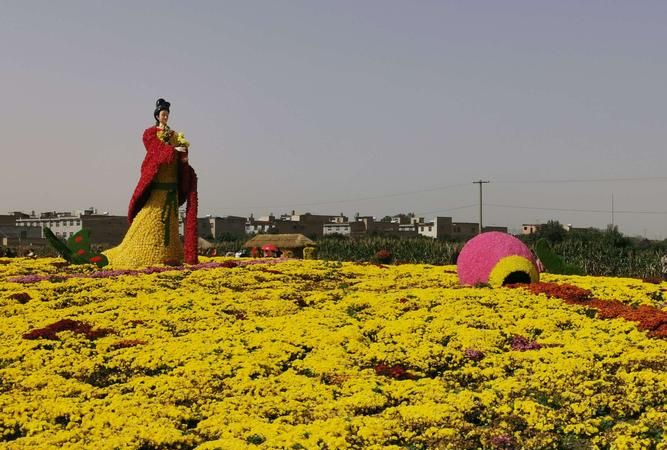 桐乡菊花基地在哪里