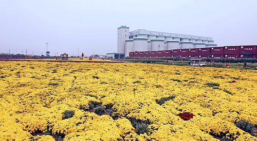 2022福州菊花展什么时候开始举行