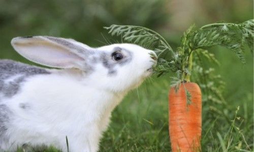 兔子的生活特征和生活方式