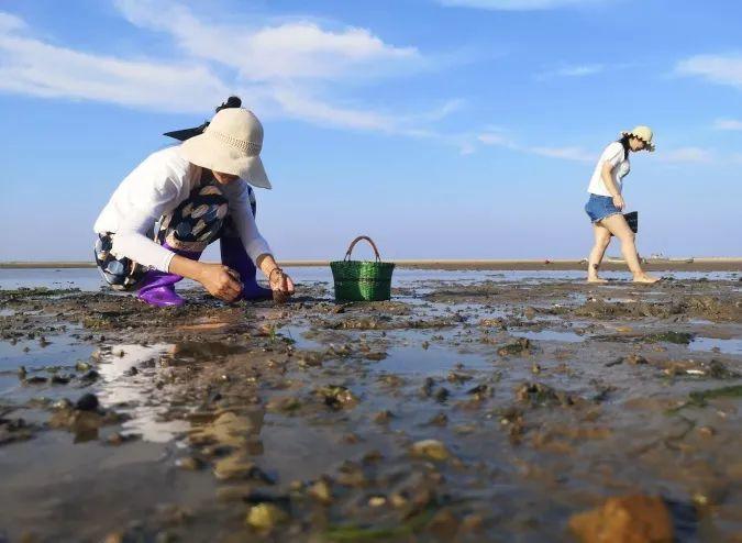 第二天：赶海拾贝