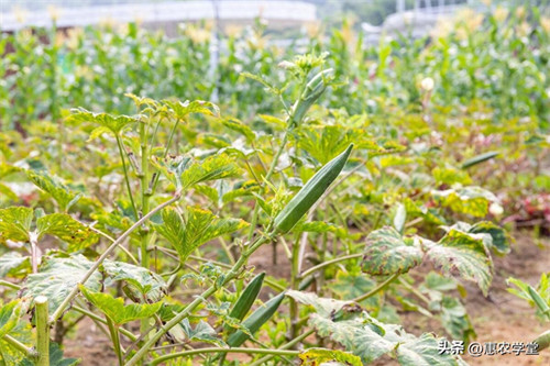 秋葵种植株距行距是多少(秋葵栽培技术要点)