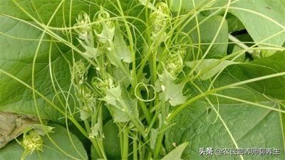 ​龙须菜的功效与作用 这个叫“龙须菜”，到底能不能吃啊？