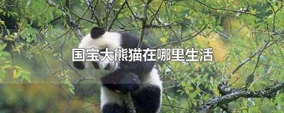 ​大熊猫在什么地方生存 国宝大熊猫生活在哪个地方最多