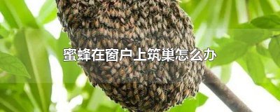 ​怎么防止蜜蜂在窗外筑巢 蜜蜂在家里筑巢了怎么办