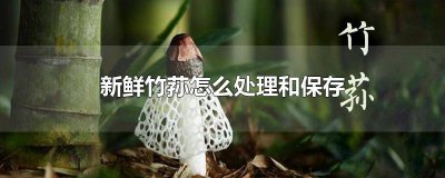 ​新鲜竹荪怎么处理和保存 新鲜竹荪怎么处理和保存最好