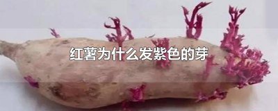 ​为什么红薯芽是紫色 红薯为什么会长出紫色的芽