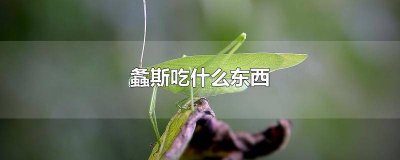 ​螽斯可以吃吗 小螽斯吃什么