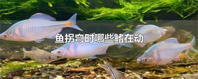 ​鱼拐弯时胸鳍起主要作用 鱼转弯时哪处鱼鳍摆动最明显视频