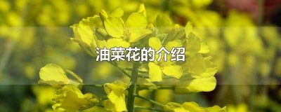 ​如何介绍油菜花 了解油菜花