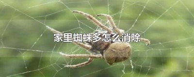 ​家里大蜘蛛多怎么消除 家有蜘蛛怎么消除