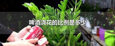 ​浇花水和啤酒的比例 啤酒配水浇花比例