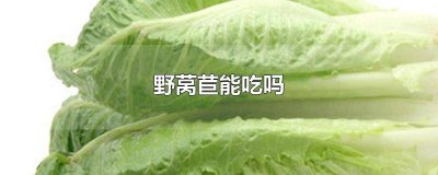 ​野莴苣菜能吃吗 野苣菜怎么吃