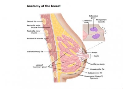 ​爱乳日丨警惕女性健康的“头号杀手”！你真的了解自己的乳腺吗？