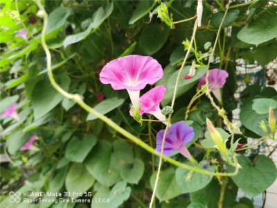 ​牵牛花种子怎么种