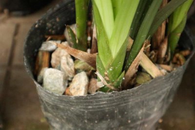 ​兰花弱苗根少怎么养，用什么植料好