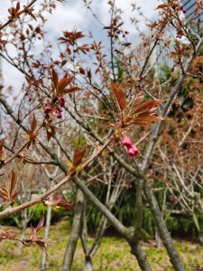 ​樱花草的花语是什么