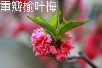 ​重瓣榆叶梅和桃花的区别