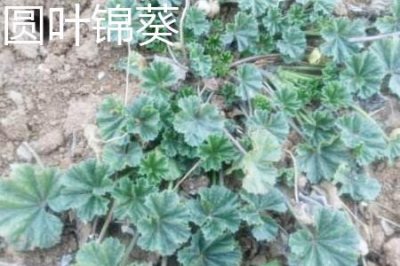 ​圆叶锦葵和野葵的区别