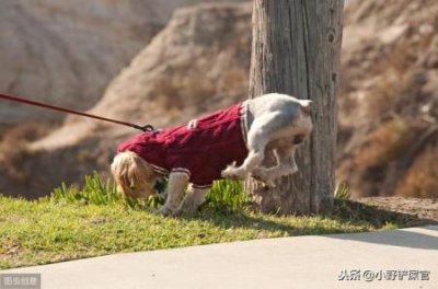 ​如何在精灵训练师中更换宠物？