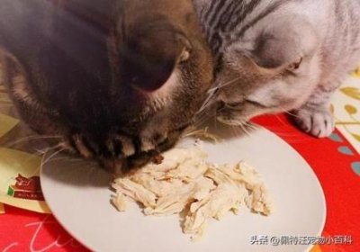 ​宠物猫波斯猫多少钱一只？波斯猫性格是怎么样的？