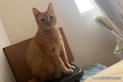 ​猫尿味扑鼻？想彻底清除家中猫尿味，这项措施别忽略 猫尿味怎么洗掉